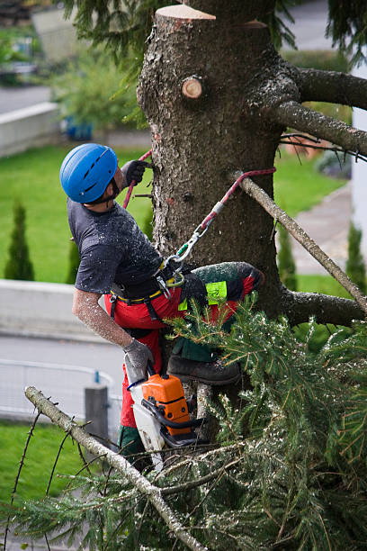 Clean cut pruning cut on tree branch